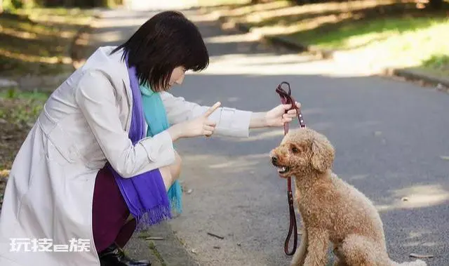 贵宾犬的优点和缺点(宠物狗贵宾犬还很容易养的)-图片4
