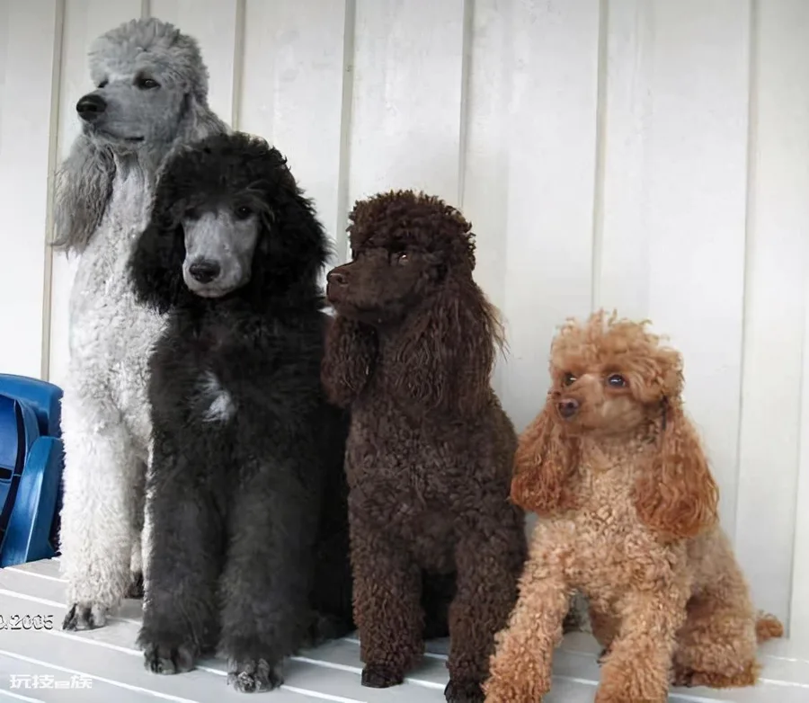 贵宾犬的优点和缺点(宠物狗贵宾犬还很容易养的)-图片5
