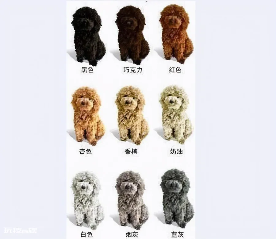 贵宾犬的优点和缺点(宠物狗贵宾犬还很容易养的)-图片6
