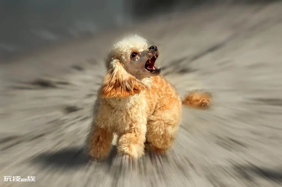 贵宾犬的优点和缺点(宠物狗贵宾犬还很容易养的)-图片7
