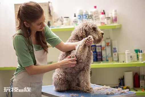 贵宾犬的优点和缺点(宠物狗贵宾犬还很容易养的)-图片8