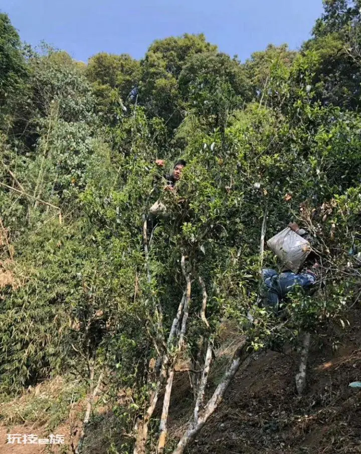 广别老寨古树茶口感特点与口感(为什么被称为“妖茶”)-图片3
