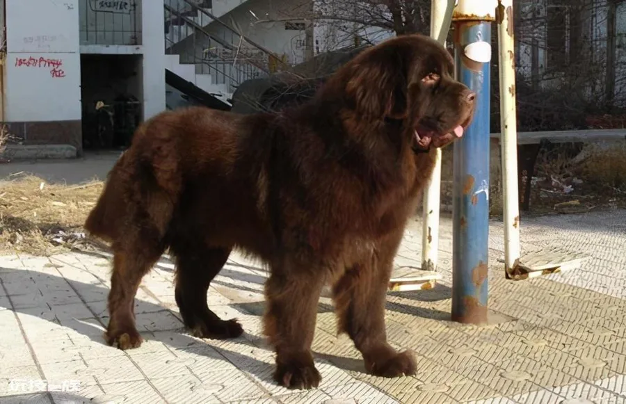 最温顺的狗狗排名榜(性格温顺通人性的小型犬排行)-图片2