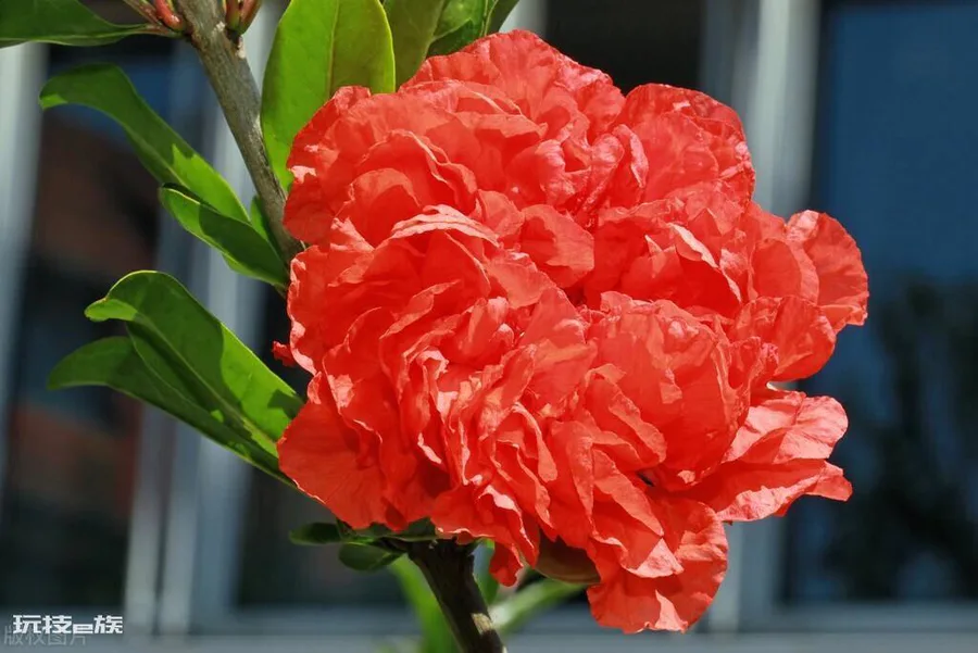 西班牙国花是什么(西班牙的国花石榴花象征着无私与付出)-图片2