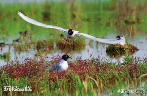盘锦属于哪个省(辽宁省盘锦人均gdp为什么这么高)-图片5