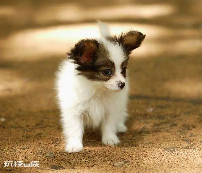 小型犬最聪明的狗排名(小型犬哪个高智商又好养不掉毛)-图片1