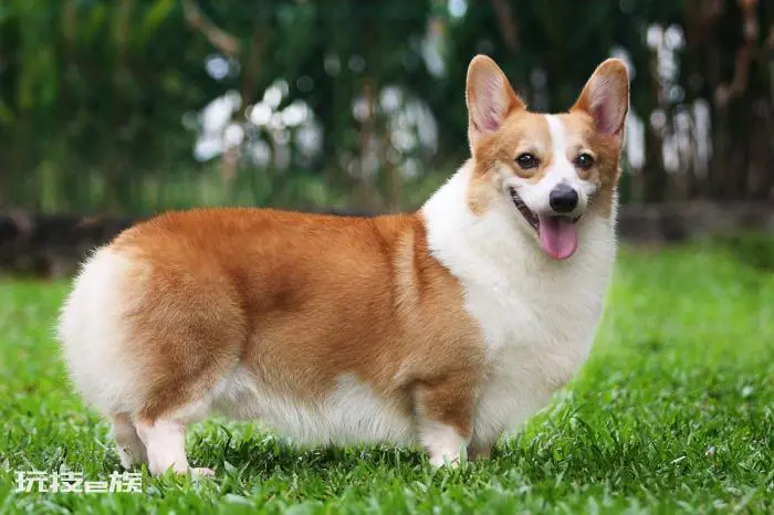 小型犬最聪明的狗排名(小型犬哪个高智商又好养不掉毛)-图片2