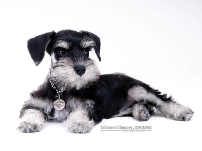 小型犬最聪明的狗排名(小型犬哪个高智商又好养不掉毛)-图片3