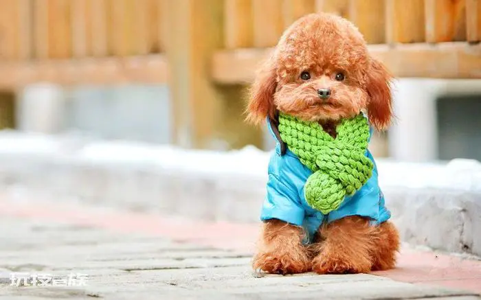 小型犬最聪明的狗排名(小型犬哪个高智商又好养不掉毛)-图片4