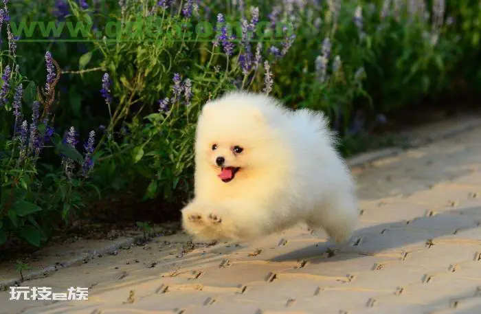 小型犬最聪明的狗排名(小型犬哪个高智商又好养不掉毛)-图片5