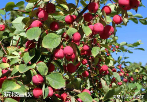 海棠花的果实能吃吗(海棠果实9月正成熟营养不输苹果)-图片1