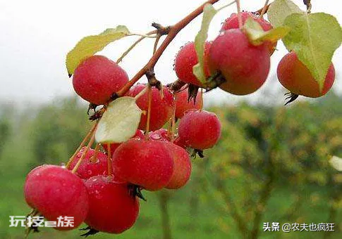 海棠花的果实能吃吗(海棠果实9月正成熟营养不输苹果)-图片2