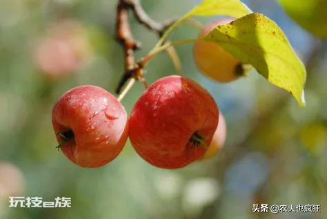 海棠花的果实能吃吗(海棠果实9月正成熟营养不输苹果)-图片3