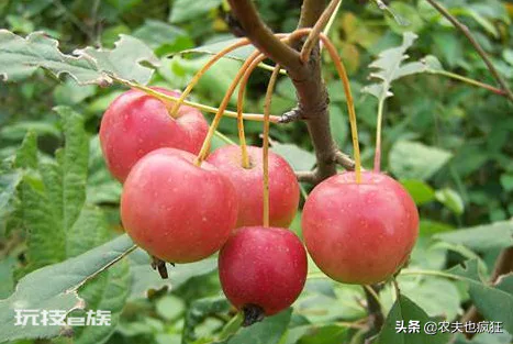海棠花的果实能吃吗(海棠果实9月正成熟营养不输苹果)-图片4