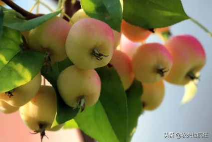 海棠花的果实能吃吗(海棠果实9月正成熟营养不输苹果)-图片5