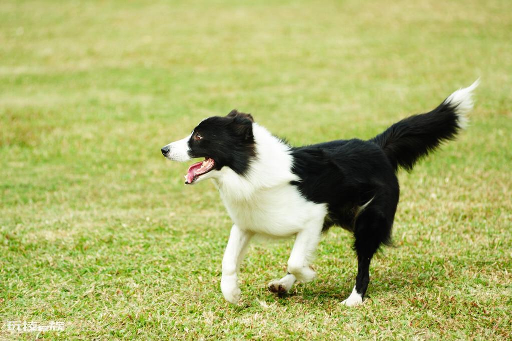 16个不能养边牧的理由(为什么不建议家里养边牧犬)-图片3