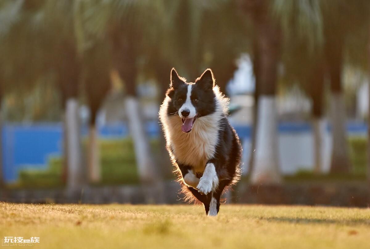 16个不能养边牧的理由(为什么不建议家里养边牧犬)-图片16