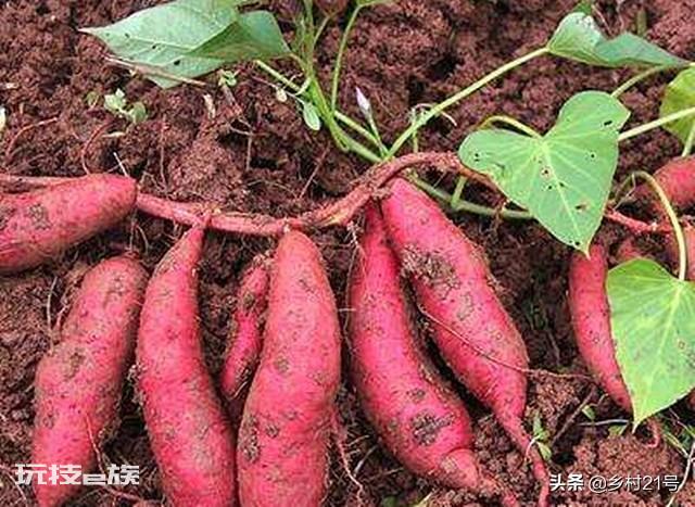 地瓜是根还是茎(科学解释红薯的组织结构都有哪些)-图片1