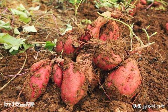 地瓜是根还是茎(科学解释红薯的组织结构都有哪些)-图片2