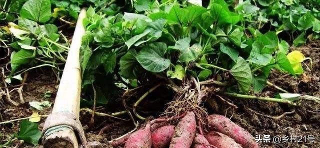 地瓜是根还是茎(科学解释红薯的组织结构都有哪些)-图片3