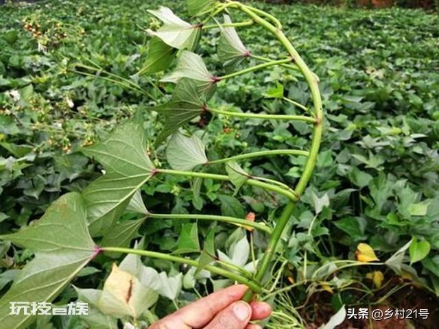 地瓜是根还是茎(科学解释红薯的组织结构都有哪些)-图片4