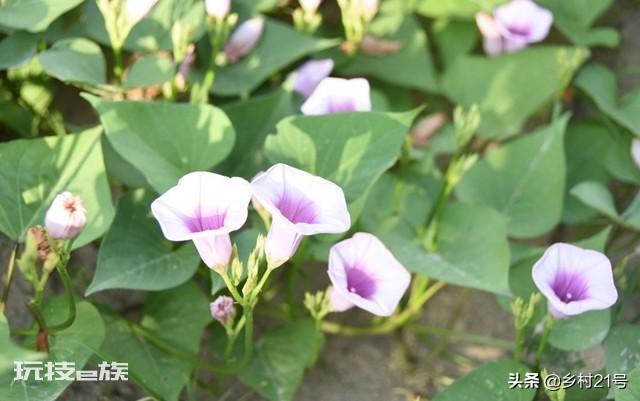 地瓜是根还是茎(科学解释红薯的组织结构都有哪些)-图片5
