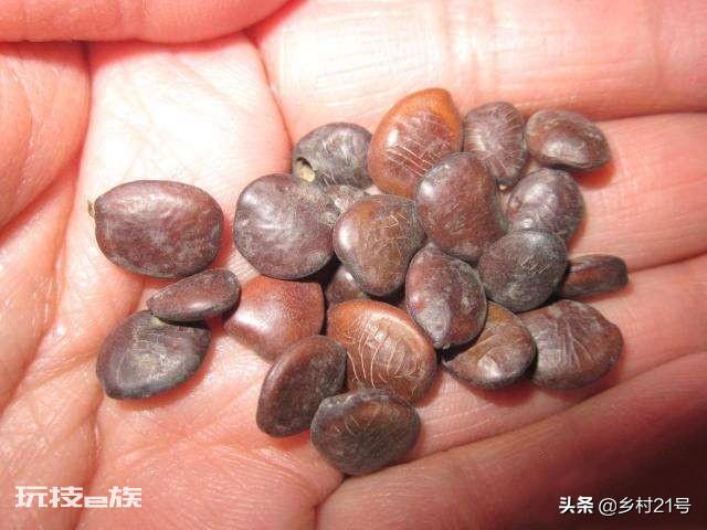 地瓜是根还是茎(科学解释红薯的组织结构都有哪些)-图片6
