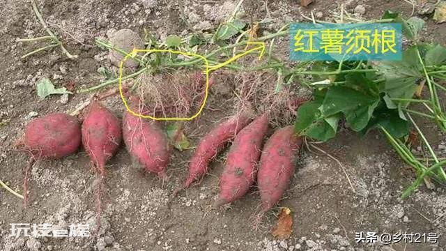 地瓜是根还是茎(科学解释红薯的组织结构都有哪些)-图片7