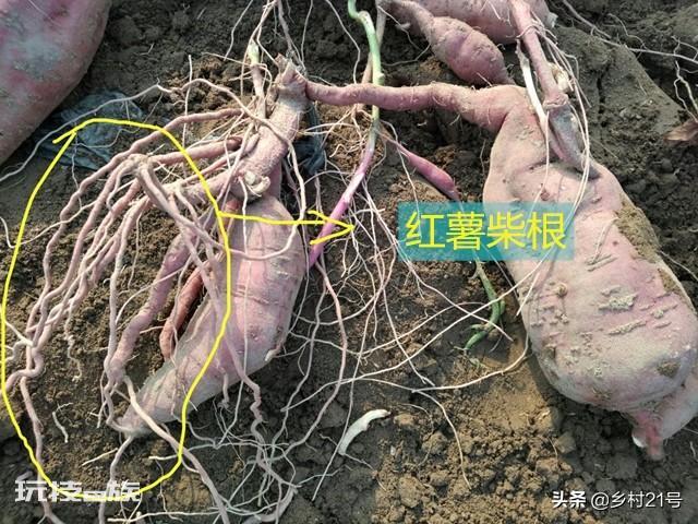 地瓜是根还是茎(科学解释红薯的组织结构都有哪些)-图片8