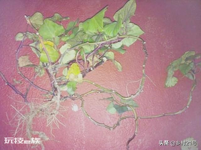 地瓜是根还是茎(科学解释红薯的组织结构都有哪些)-图片10