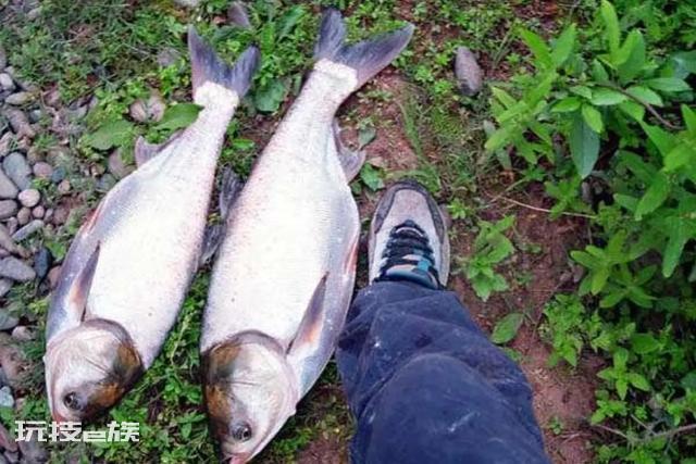 鲢鳙什么时候可以钓(一天中钓鲢鳙的最佳时间)-图片1