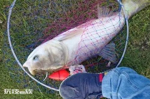 鲢鳙什么时候可以钓(一天中钓鲢鳙的最佳时间)-图片2