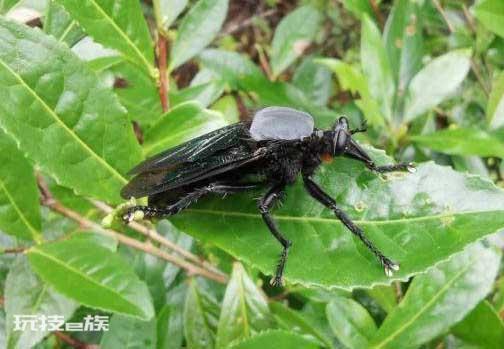 食虫虻是什么昆虫类(食虫虻是长什么样子的东西图片)-图片12