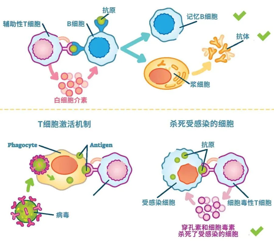 新冠阳性之后,还会“再阳”吗?重复感染会变得更严重吗?-图片2