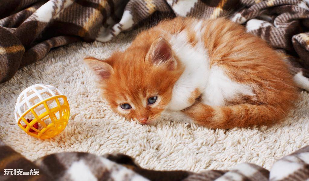 猫咪会想念主人吗(主人去上班猫咪想念主人的5大表现)-图片5
