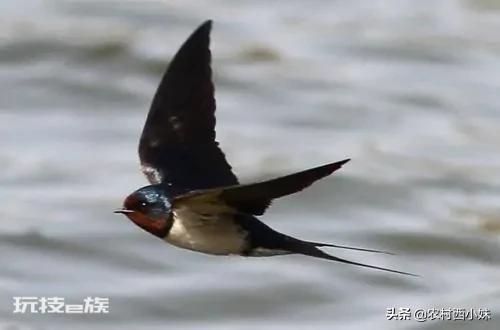 燕子南飞到哪里去了(燕子为什么要长途跋涉这么远往南飞)-图片3