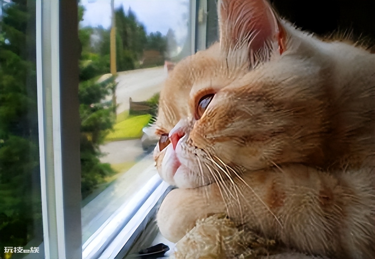 猫咪会想念主人吗(主人去上班猫咪想念主人的5大表现)-图片7