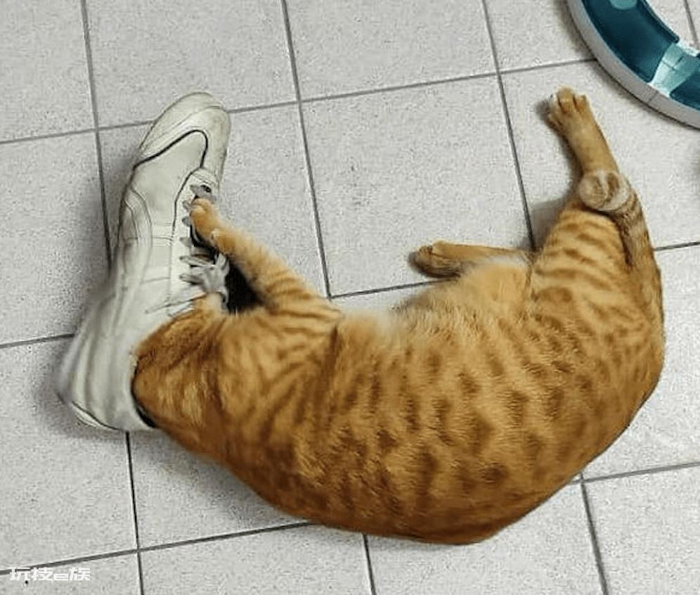 猫咪会想念主人吗(主人去上班猫咪想念主人的5大表现)-图片4