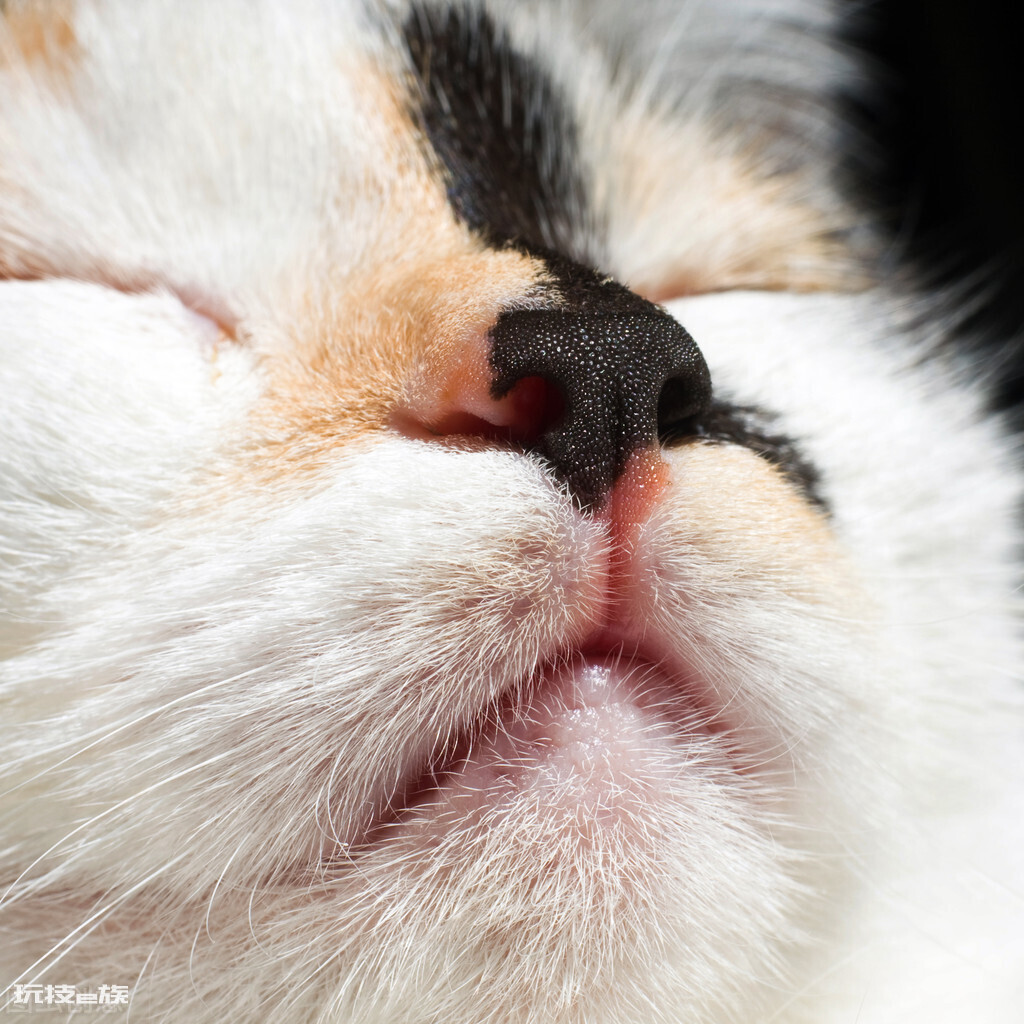 猫咪鼻子干是什么原因引起的(猫咪鼻子发干是生病表现吗)-图片6