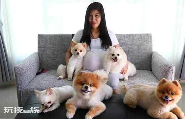 为什么说博美随时会死掉(你知道博美犬最容易得什么疾病吗)-图片1