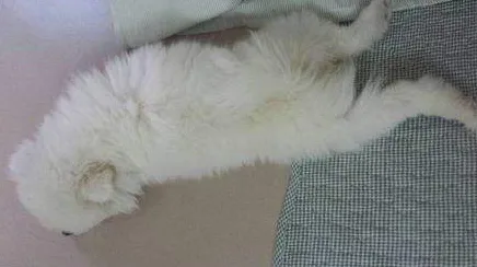 为什么说博美随时会死掉(你知道博美犬最容易得什么疾病吗)-图片2