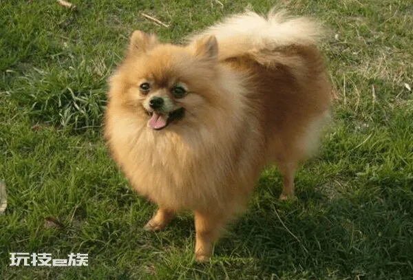 为什么说博美随时会死掉(你知道博美犬最容易得什么疾病吗)-图片3