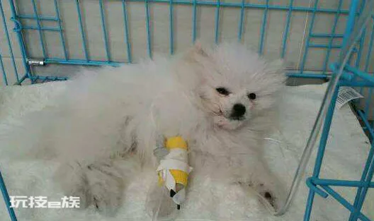 为什么说博美随时会死掉(你知道博美犬最容易得什么疾病吗)-图片4