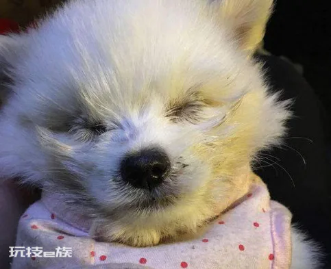 为什么说博美随时会死掉(你知道博美犬最容易得什么疾病吗)-图片6