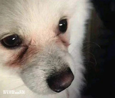 为什么说博美随时会死掉(你知道博美犬最容易得什么疾病吗)-图片7