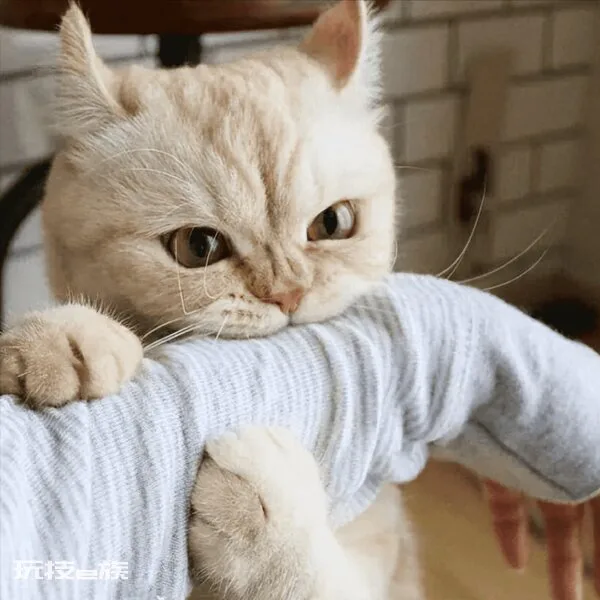 小猫咪舔主人的手代表什么(猫舔人手到底是什么意思)-图片2