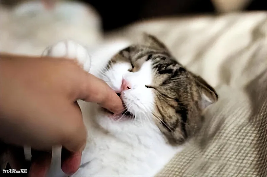 小猫咪舔主人的手代表什么(猫舔人手到底是什么意思)-图片4