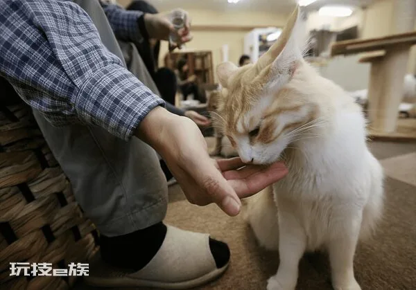 小猫咪舔主人的手代表什么(猫舔人手到底是什么意思)-图片5