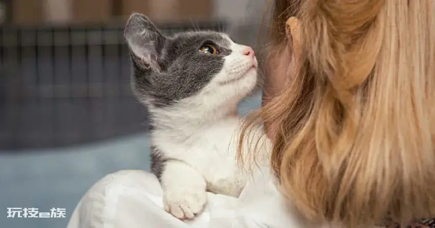 小猫咪舔主人的手代表什么(猫舔人手到底是什么意思)-图片6