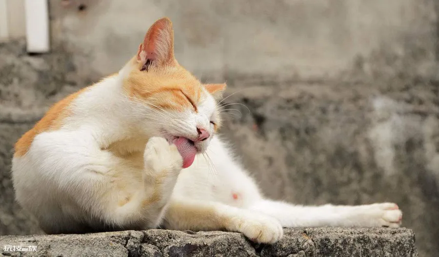 小猫咪舔主人的手代表什么(猫舔人手到底是什么意思)-图片7